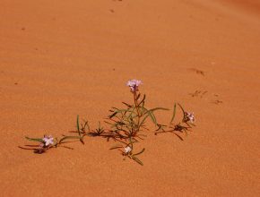 Blume in einer Wüste